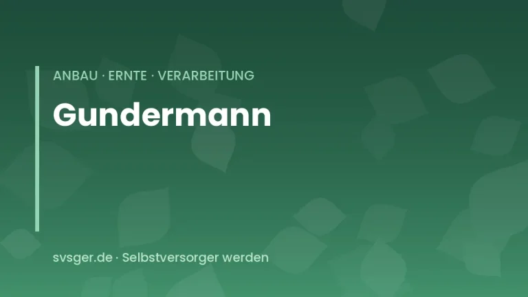 gundermann sammeln