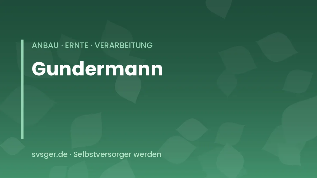Gundermann mit violetten Lippenblüten und rundlich gekerbten Blättern am Boden