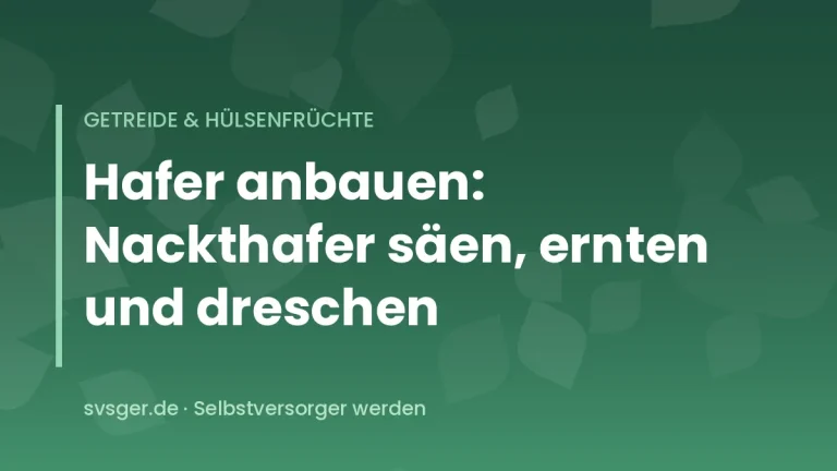 Reife Haferrispen auf einer kleinen Anbaufläche im Selbstversorgergarten