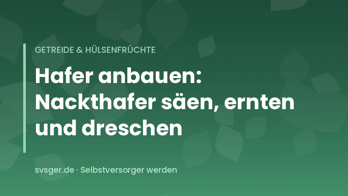 Reife Haferrispen auf einer kleinen Anbaufläche im Selbstversorgergarten