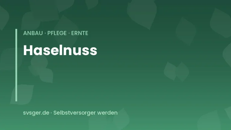 haselnuss anbauen