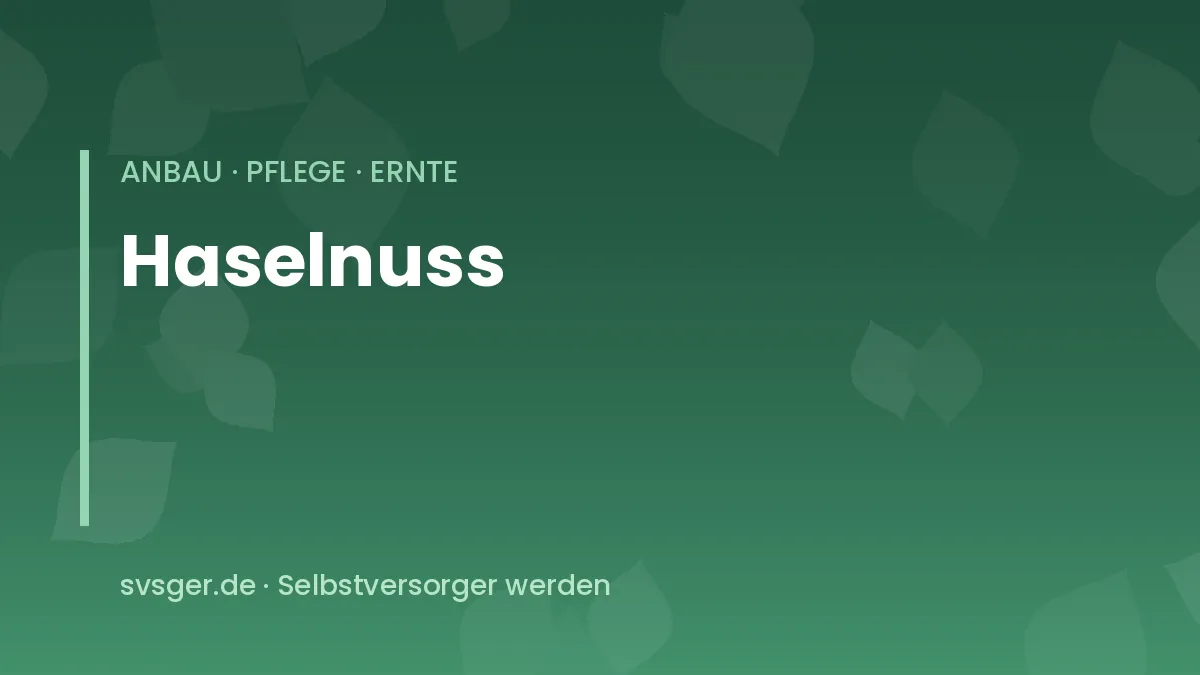 Haselnuss anbauen: reife Haselnüsse in den grünen Fruchtbechern am Strauch