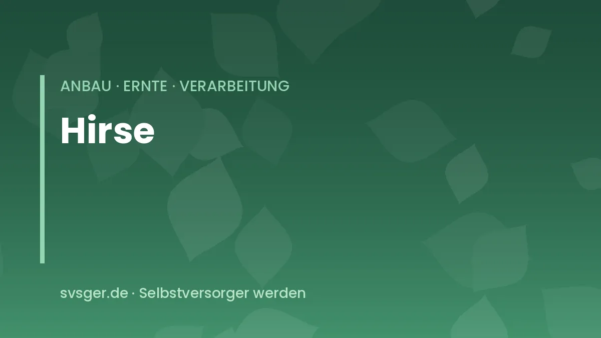 Reife Rispenhirse mit überhängenden Rispen in einem sonnigen Gartenbeet