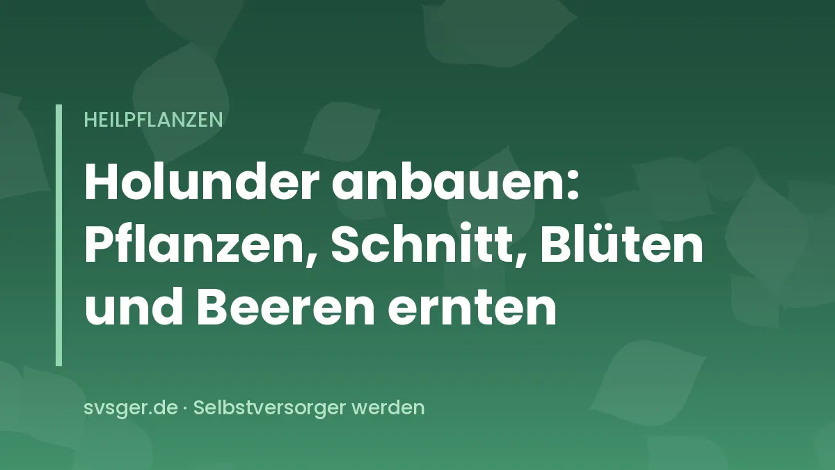 Schwarzer Holunder mit hängenden Dolden reifer, schwarzvioletter Beeren im Spätsommer