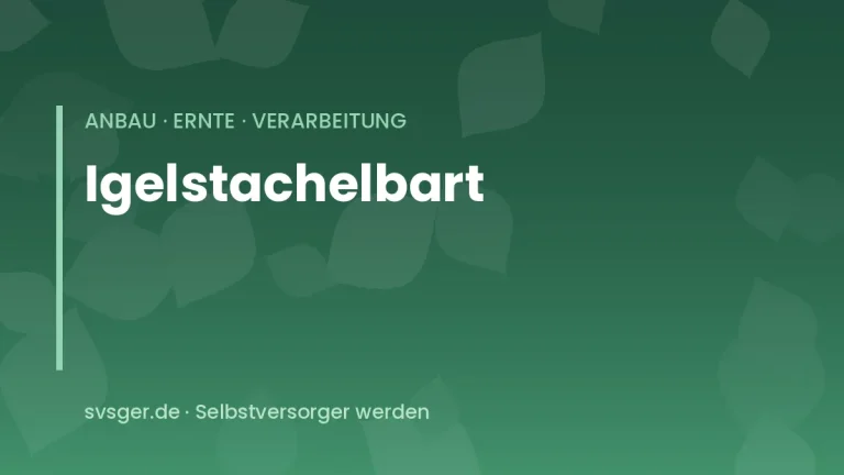 igelstachelbart anbauen
