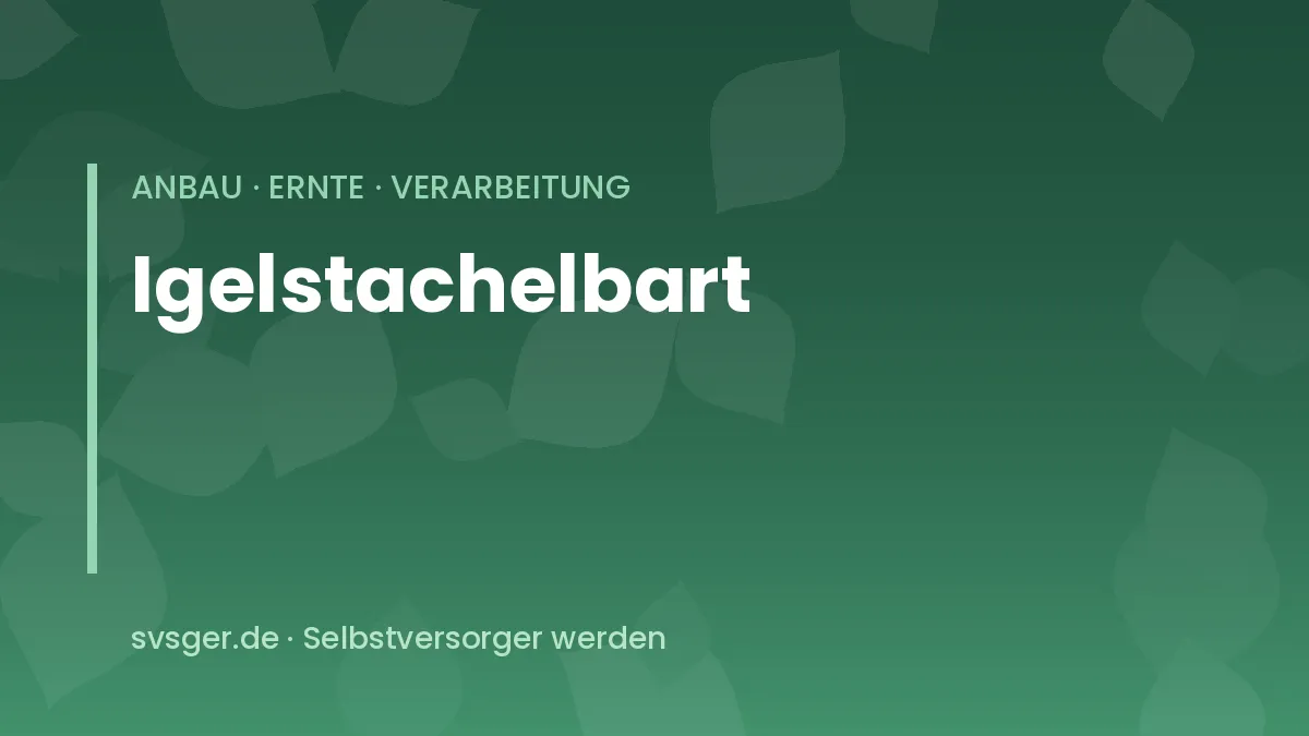 Weißer Igelstachelbart mit langen herabhängenden Stacheln wächst aus einem Substratbeutel