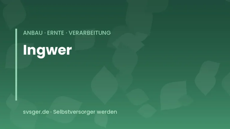 ingwer anbauen