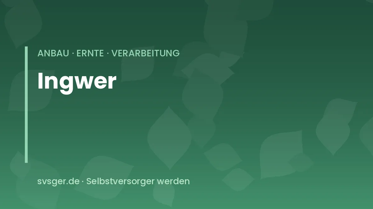 Ingwerpflanze im Topf mit schilfartigen Blättern neben einem frisch geernteten Rhizom