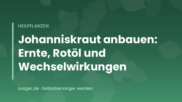Gelb blühendes Echtes Johanniskraut an einem sonnigen, trockenen Standort im Juni
