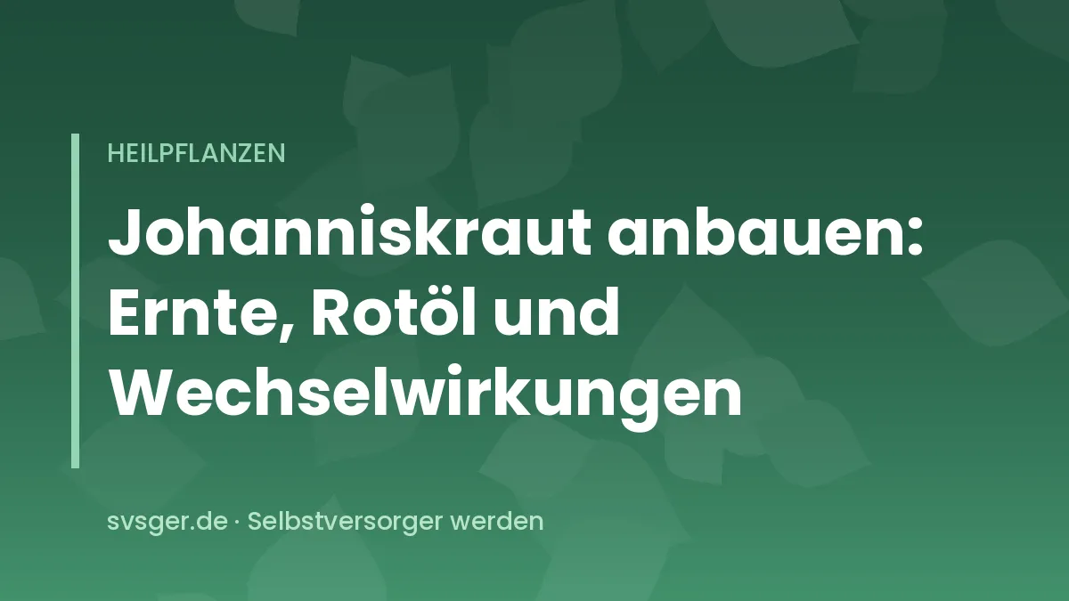 Gelb blühendes Echtes Johanniskraut an einem sonnigen, trockenen Standort im Juni