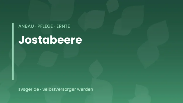 jostabeeren anbauen