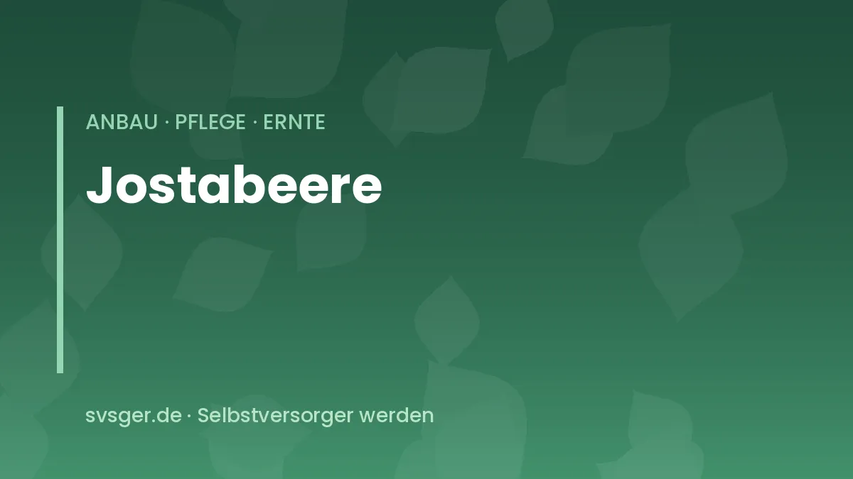Jostabeeren anbauen: dornenloser Strauch mit dunklen, reifen Jostabeeren an den Trieben