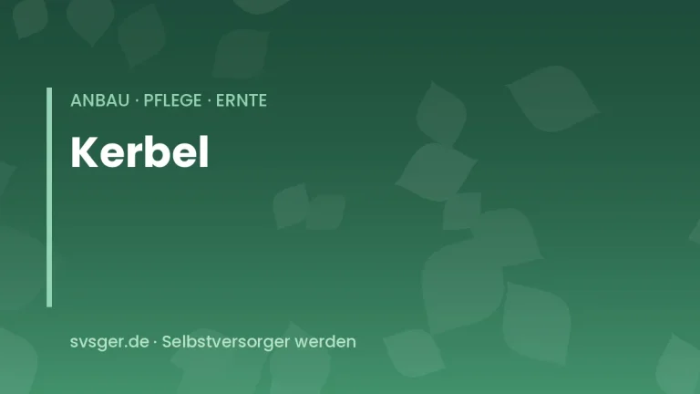 kerbel anbauen