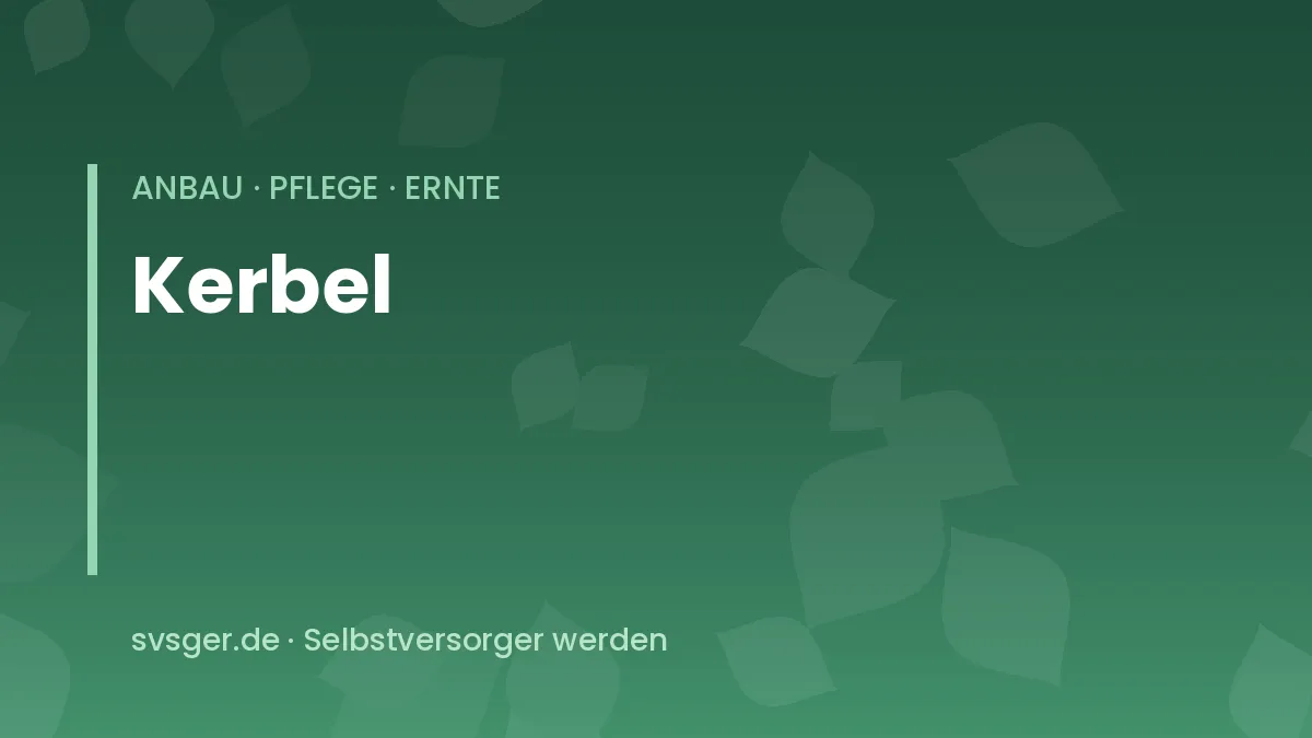 Kerbel im Beet: zarte, fein gefiederte hellgrüne Blätter
