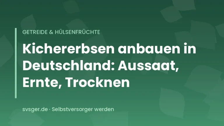 Kichererbsenpflanzen mit behaarten Hülsen kurz vor der Reife in einem sonnigen Beet