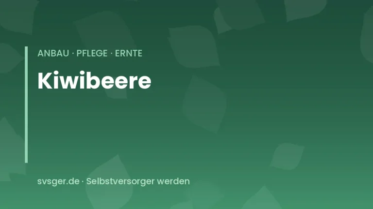 kiwibeeren anbauen