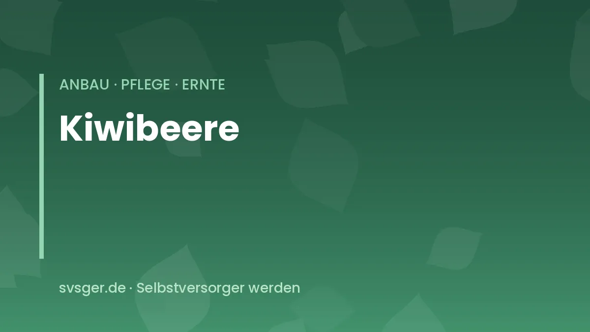 Kiwibeeren anbauen: grüne Mini-Kiwis mit essbarer Schale an einer Rankpflanze