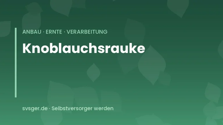 knoblauchsrauke sammeln