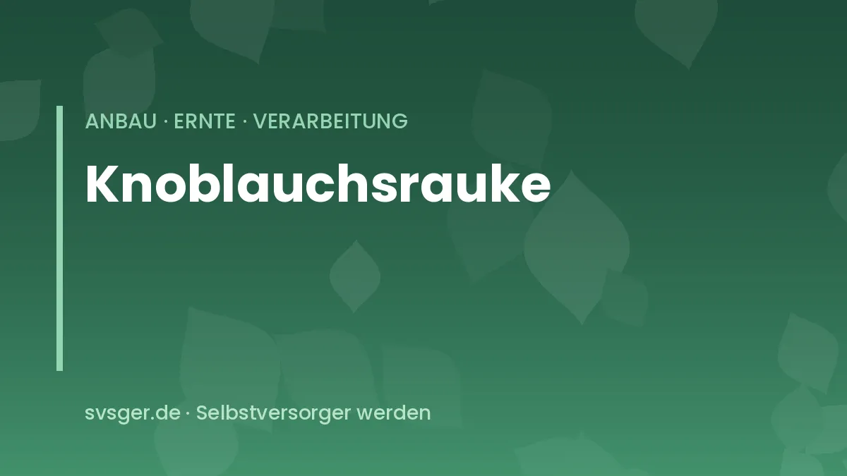 Knoblauchsrauke am Heckenrand mit weißen Blüten und herzförmigen Blättern
