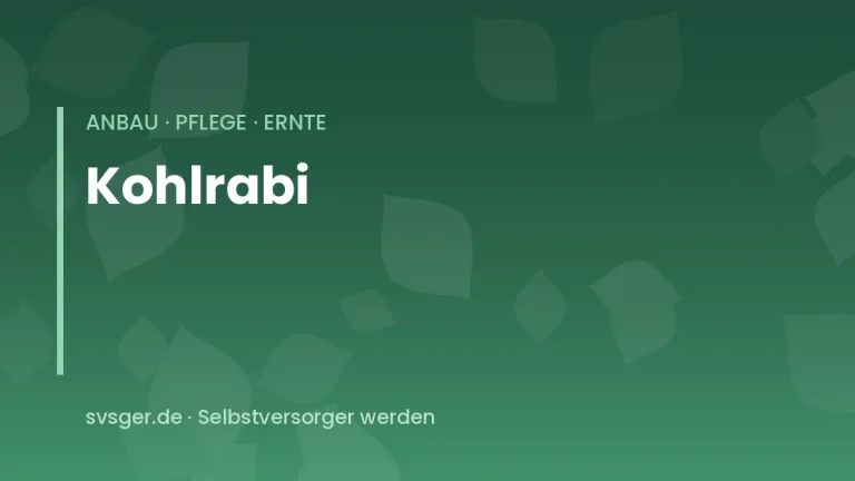 kohlrabi anbauen