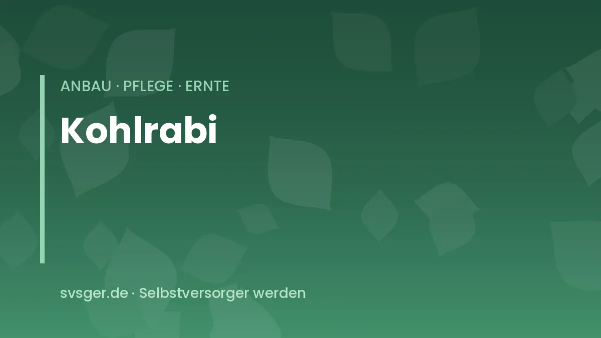 Kohlrabi anbauen: junge Kohlrabipflanzen mit blauen und weißen Knollen im Gemüsebeet