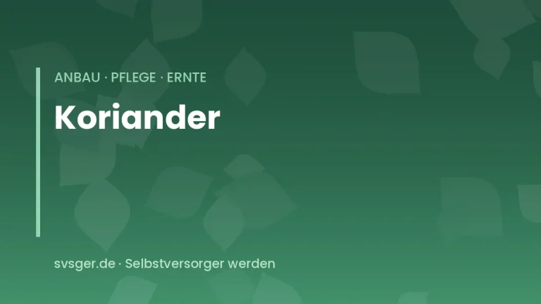 koriander anbauen
