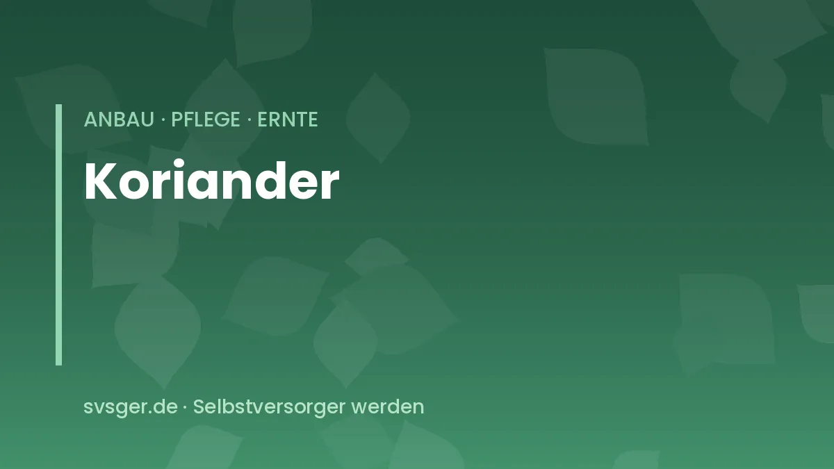 Koriander im Beet: junge Pflanzen mit breiten, gelappten Blättern