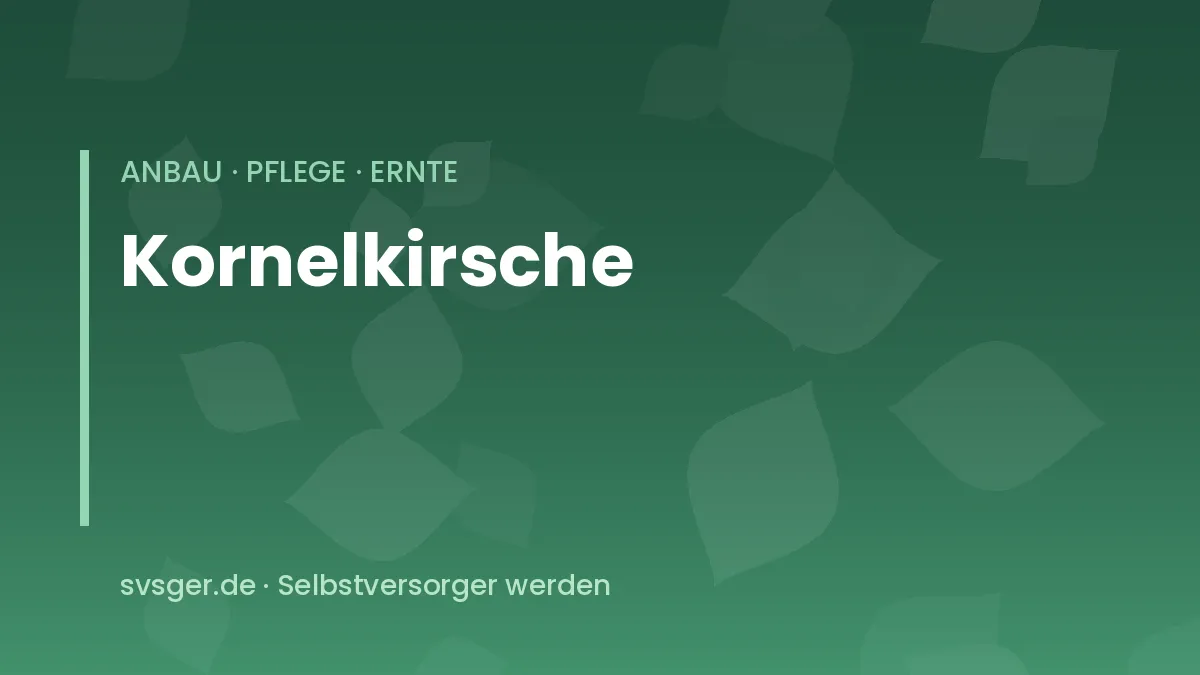 Kornelkirsche anbauen: reife rote Früchte der Cornus mas an einem Strauch
