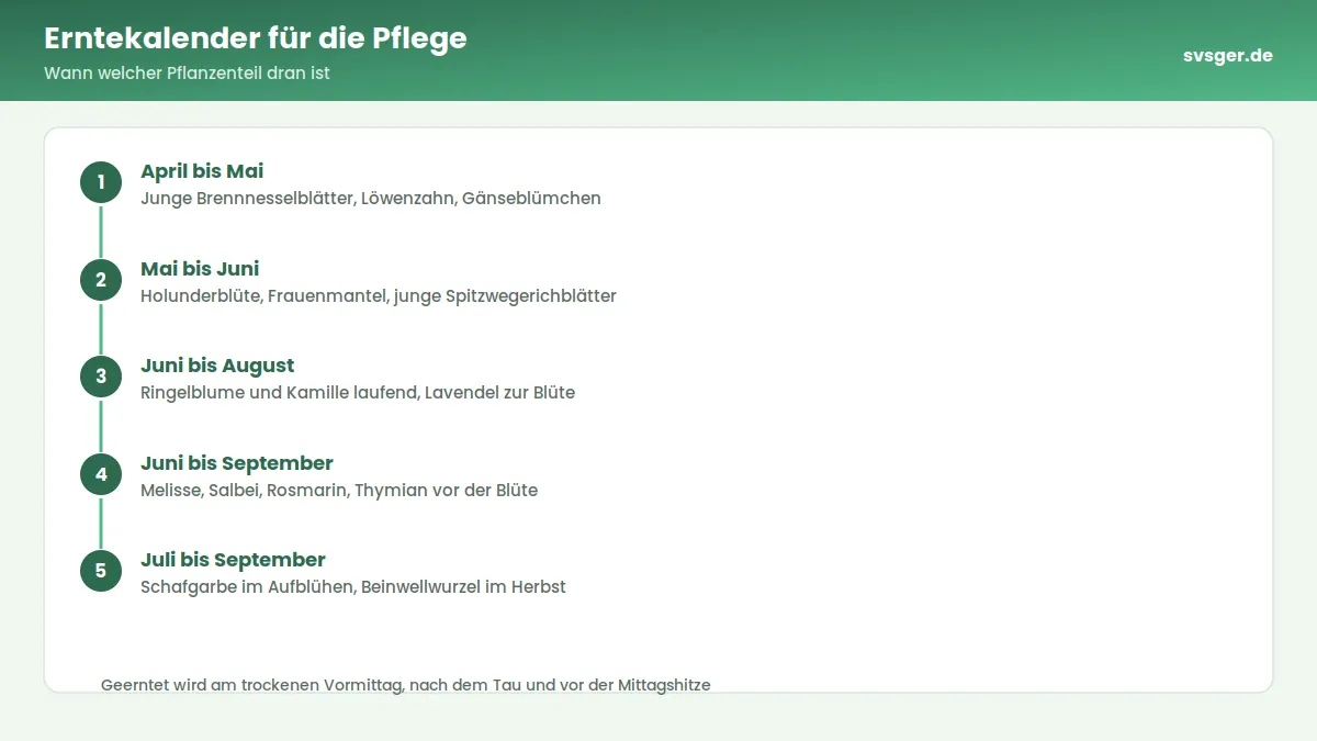 Frisch geerntete Ringelblumenblüten und Kamille auf einem Trockengitter im schattigen Dachboden