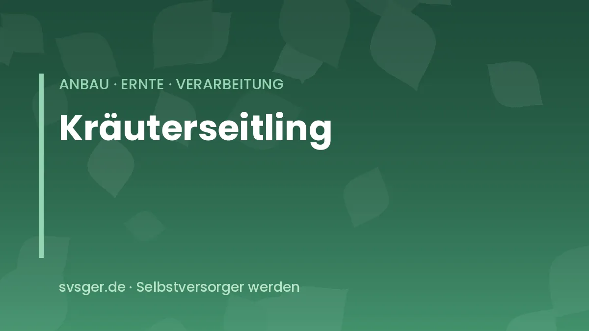 Kräuterseitlinge mit dicken weißen Stielen wachsen aus den Löchern eines Substratbeutels