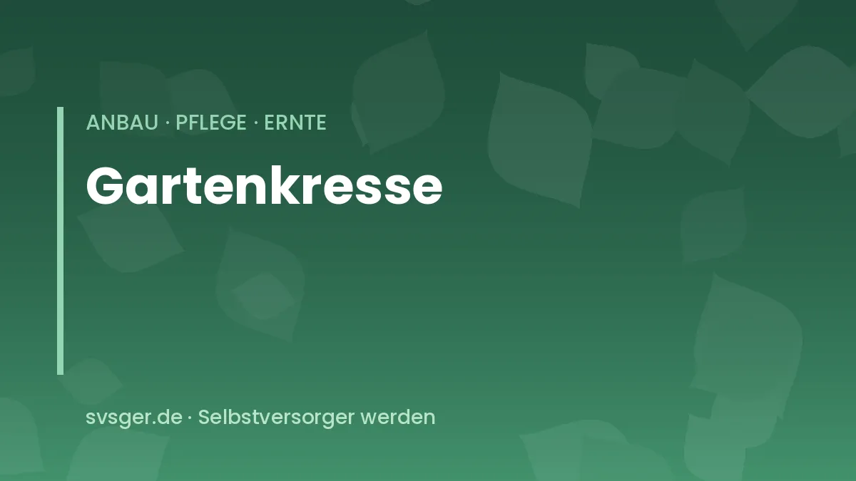 Gartenkresse auf einer Schale: dichter Teppich junger Keimlinge mit grünen Blättchen