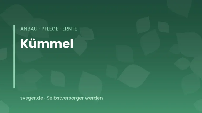 kuemmel anbauen