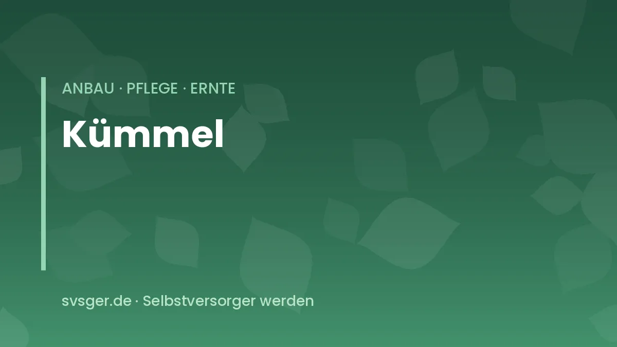 Kümmel im Garten: blühende weiße Dolden und fein gefiedertes Laub