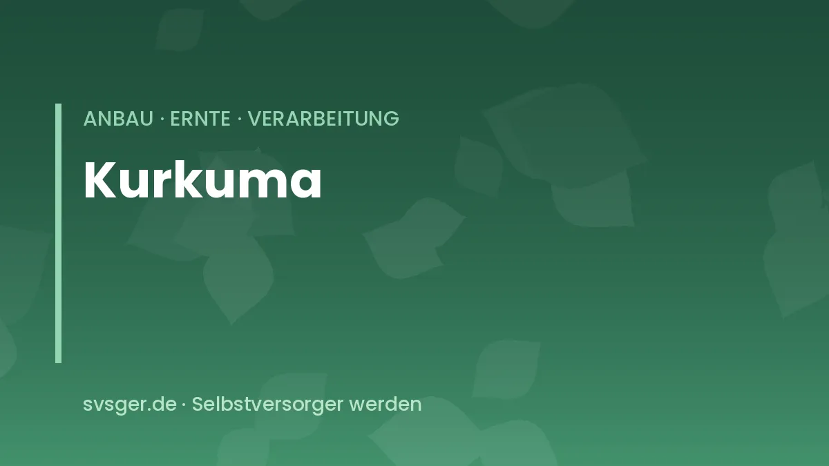 Kurkumapflanze im Kübel mit großen grünen Blättern und aufgeschnittenem orangefarbenem Rhizom