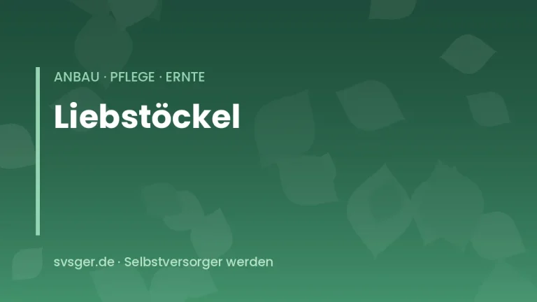 liebstoeckel anbauen
