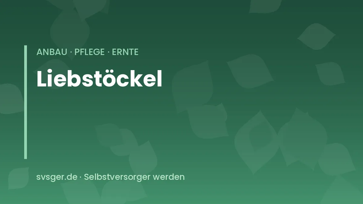 Liebstöckel im Beet: kräftige Staude mit glänzenden, gefiederten Blättern