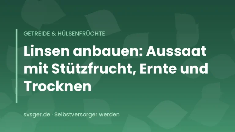 Reifende Linsenpflanzen mit flachen Hülsen zwischen einzelnen Haferhalmen als Stützfrucht