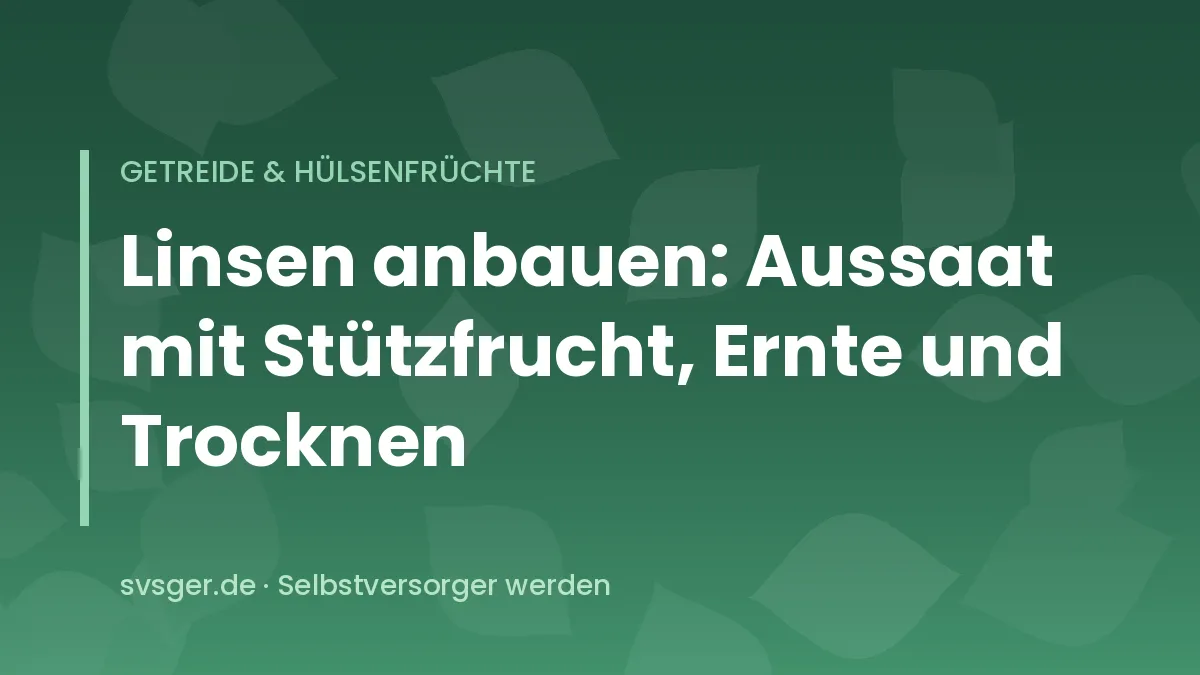 Reifende Linsenpflanzen mit flachen Hülsen zwischen einzelnen Haferhalmen als Stützfrucht