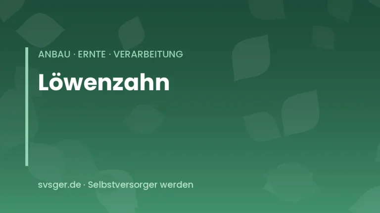 loewenzahn ernten