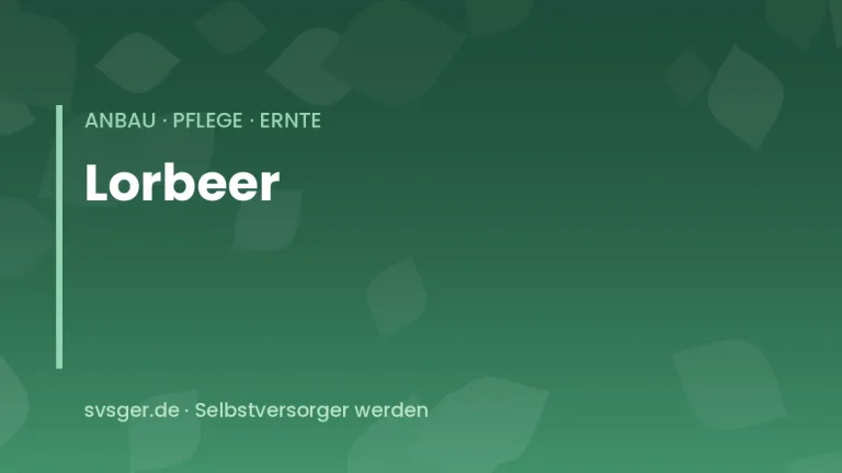 lorbeer anbauen