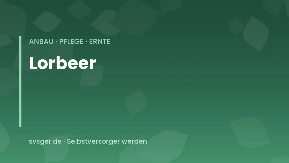 Echter Lorbeer im Kübel auf der Terrasse mit dunkelgrünen, ledrigen Blättern