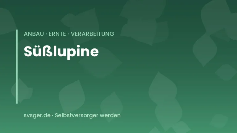 lupinen anbauen