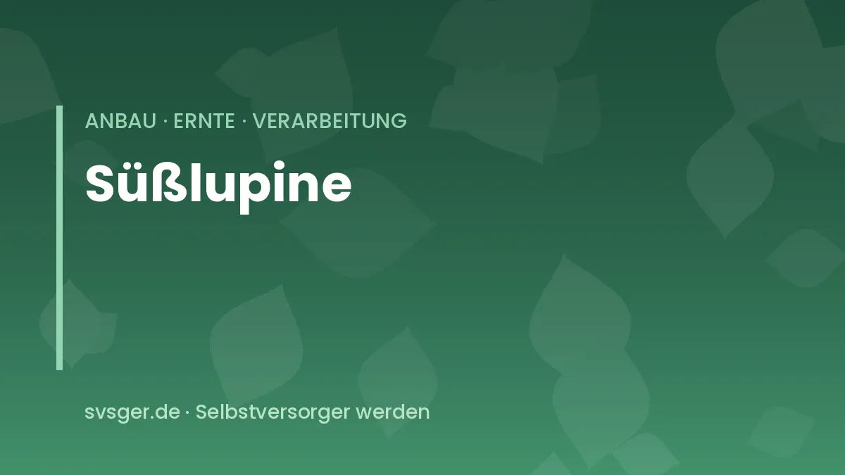 Süßlupinen anbauen: blühende Weiße Lupine mit reifenden Hülsen in einem Beet