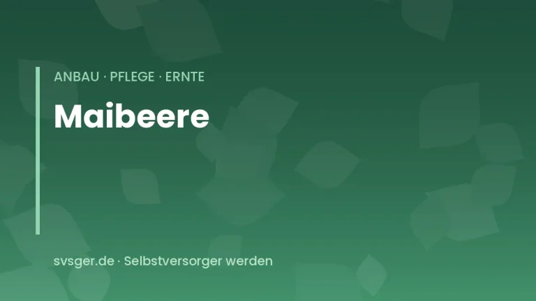 maibeeren anbauen