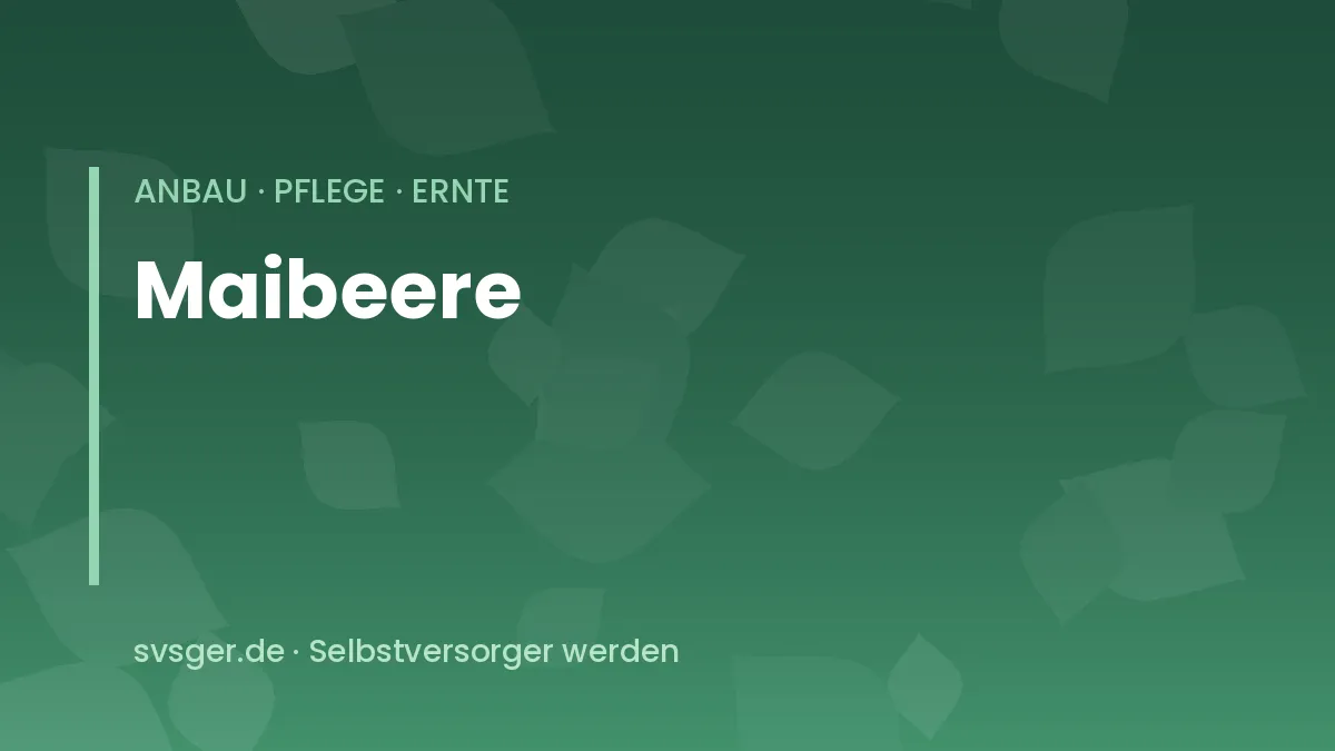 Maibeeren anbauen: längliche blaue Beeren der Sibirischen Blaubeere am Strauch
