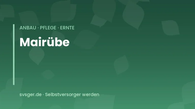 mairueben anbauen