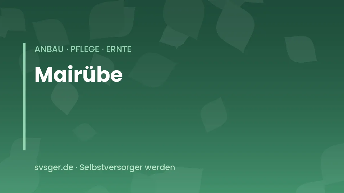 Frisch geerntete Mairüben mit grünem Laub auf einem Gartenbeet
