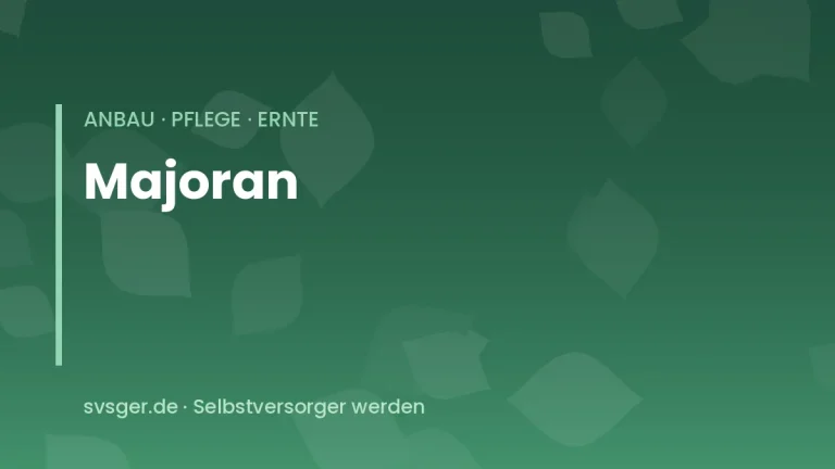 majoran anbauen