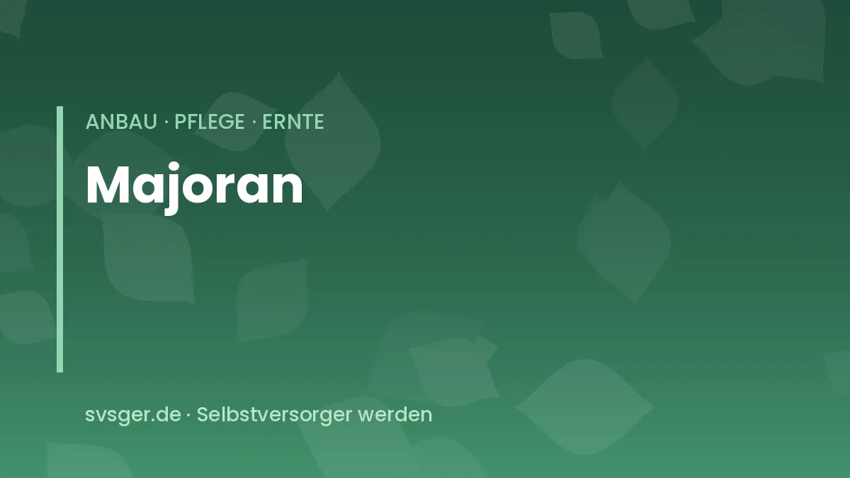 Majoran im Kräuterbeet: buschige Pflanze mit kleinen graugrünen Blättern