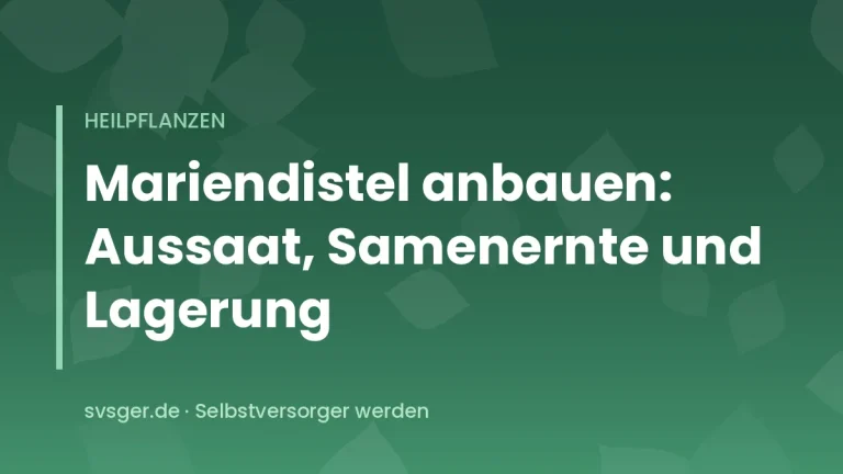 Mariendistel mit purpurner Blüte und weiß marmorierten, stacheligen Blättern im Garten